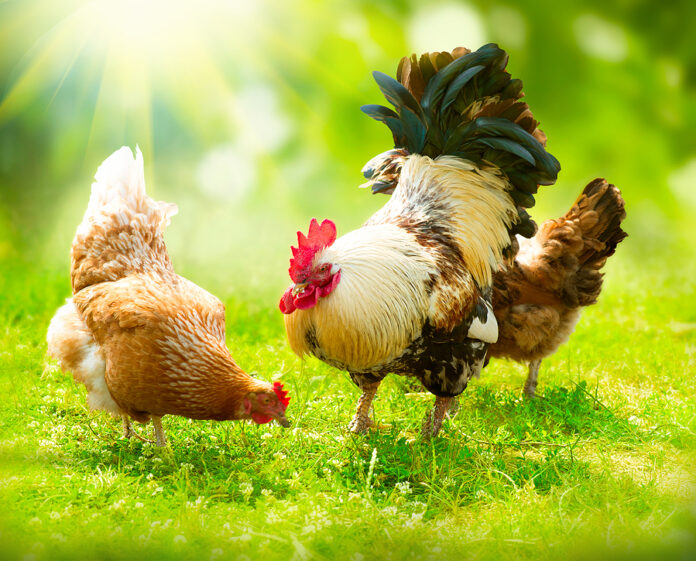 Virus de la gripe aviar, ¿se puede transmitir de persona a persona?