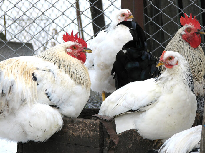 Brote de gripe aviar humana en aumento: Identifican cuarto caso