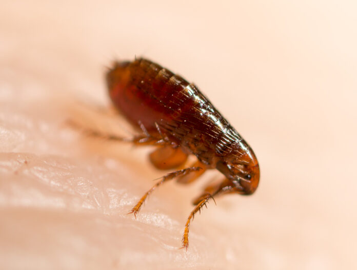 peste bubónica