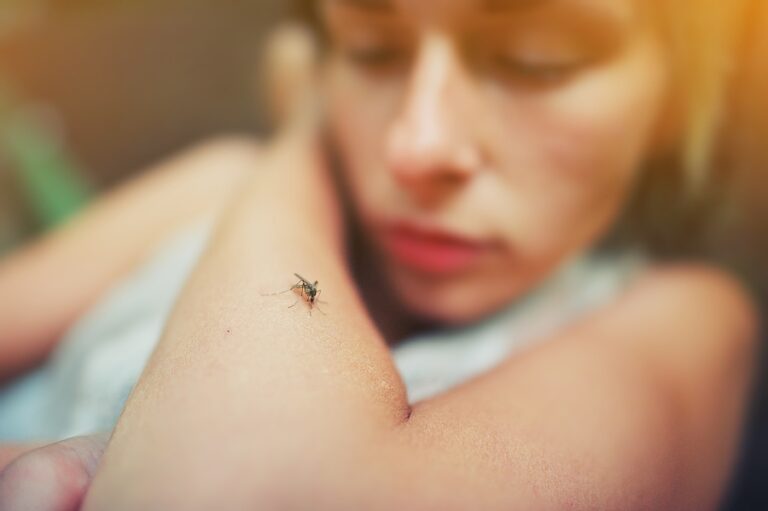 Dengue en México 2024: ¿Cuáles son sus síntomas y cómo se transmite?