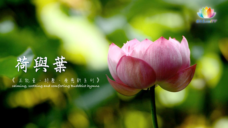 《 正能量、紓壓、療癒心系列－荷與葉 》calming, soothing and comforting Buddhist hymns