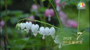 202507推圖-小蓮花_4.1.1_6.1.1_7.2.1_0