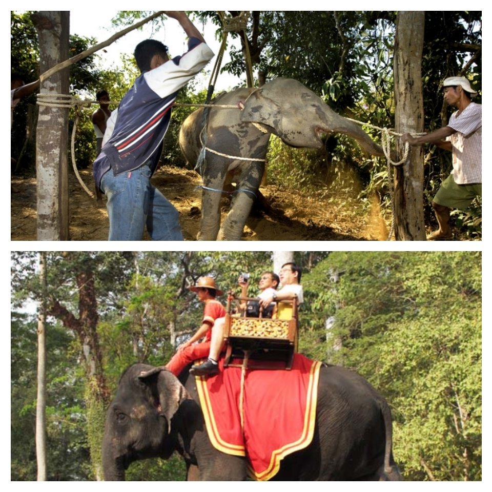 Faut-il interdire le tourisme en Thaïlande? 3 - thailande-fr phajaan - thailande-fr