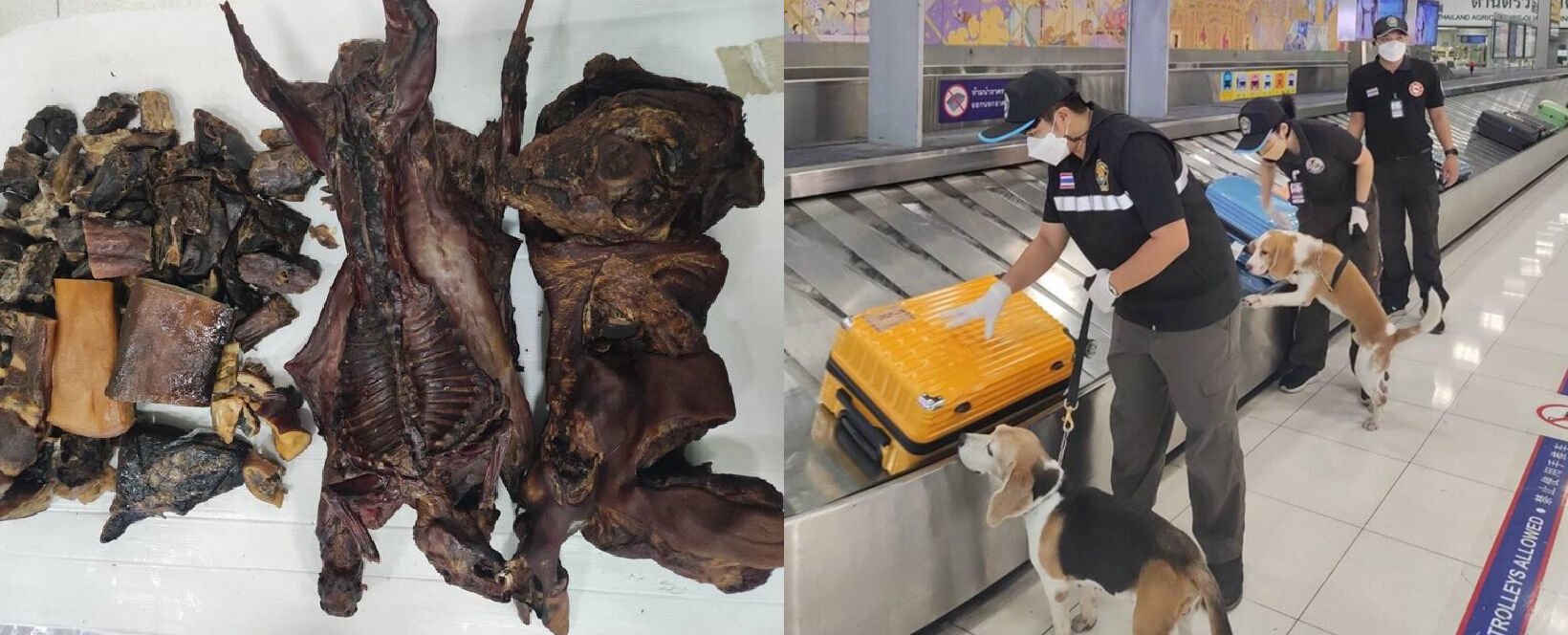 De la viande de chauve-souris en provenance de Chine saisie dans un aéroport thaïlandais