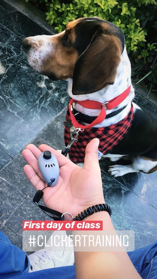 Frijoles sigue siendo entrenado para disfrutar de la compañía de su nuevo dueño, Aldo. Esperamos que siga contándonos su historia.