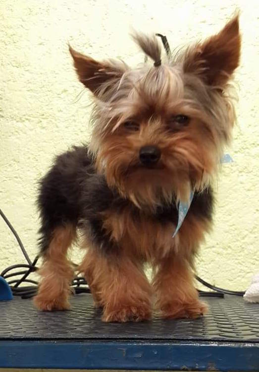 Travis, un Yorkshire Terrier con bellos sentimientos y un gran amigo