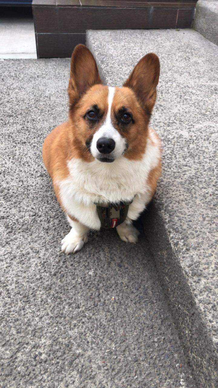 Totopo, un valiente Pembroke Welsh Corgi de 10 años