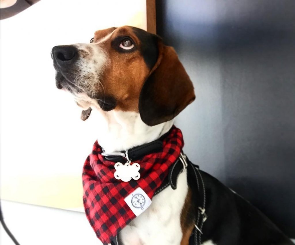 Frijoles, un Beagle Harrier que ha aprendido nuevamente a ser amado