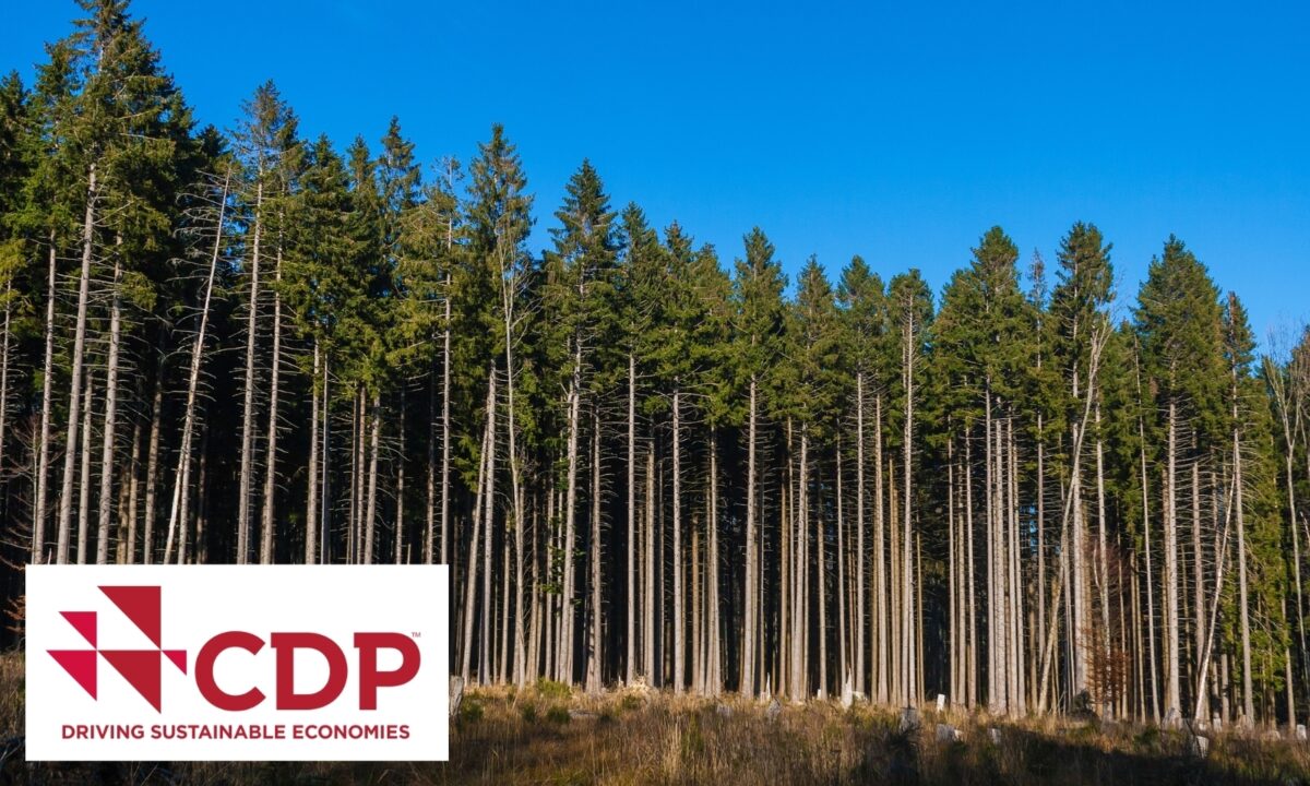 CDP forestry new web banner 1 48 mb