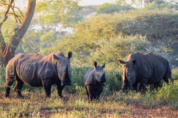 Rhino at Singita credit: Singita