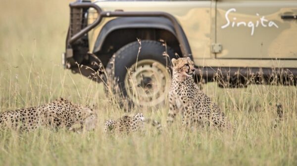 Singita Serengeti Game Drive