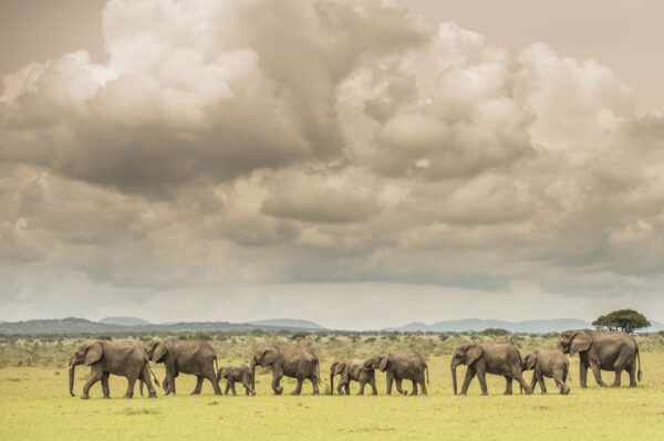 Singita Serengeti House Wildlife1