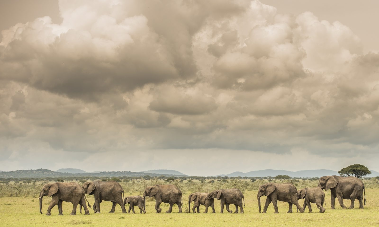 Singita Serengeti House Wildlife1