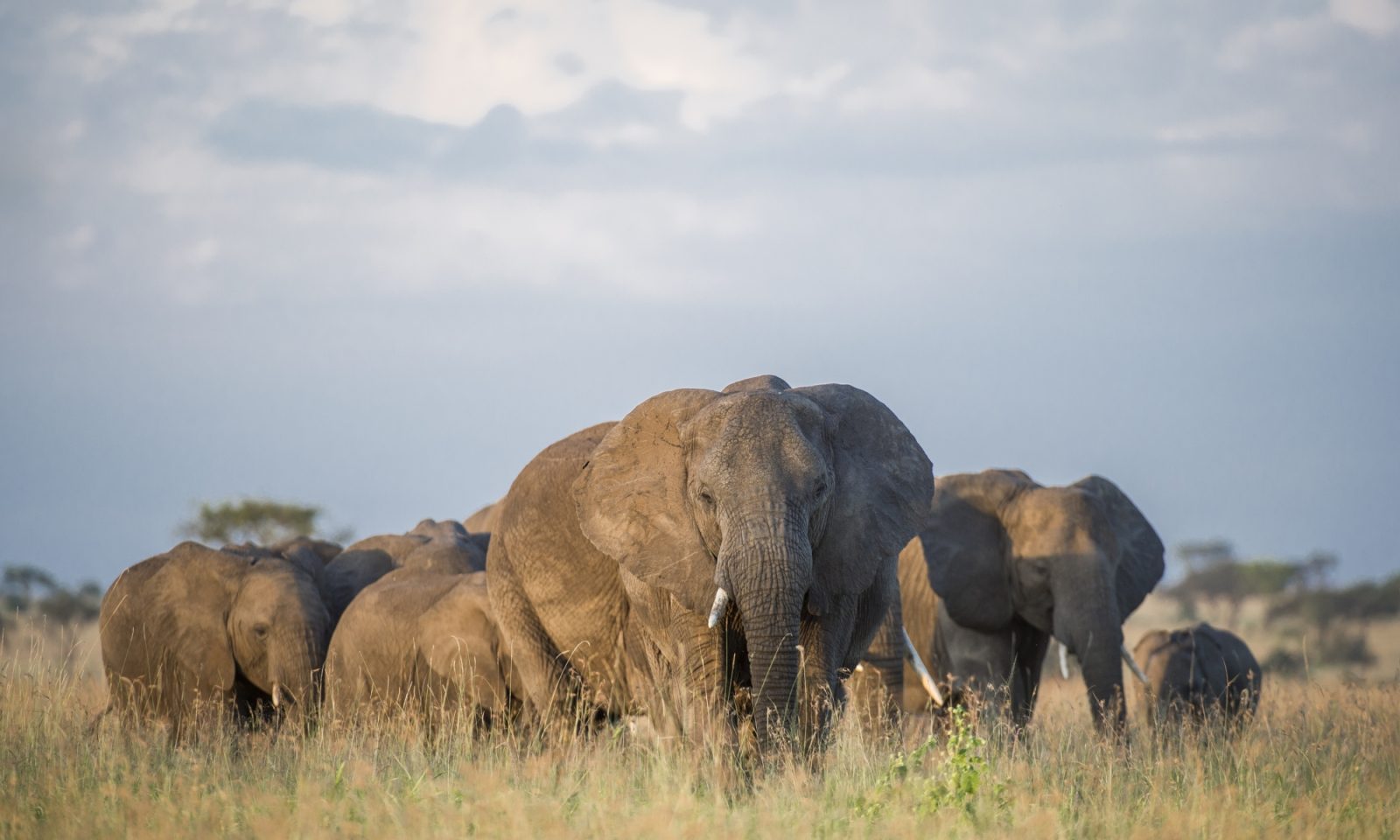 Singita Serengeti OPAP Mike Sutherland