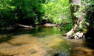 Bent Creek Experimental Forest