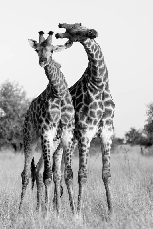 _DSC3941-EditBW copy.jpg