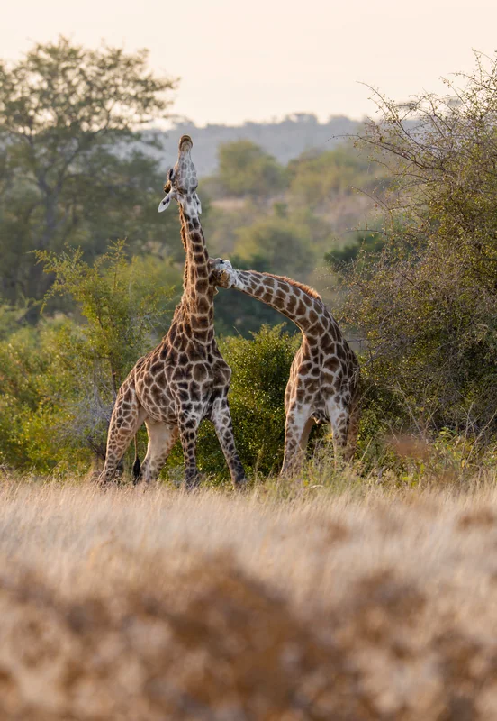 _DSC4038-EditVERTCROP copy.jpg