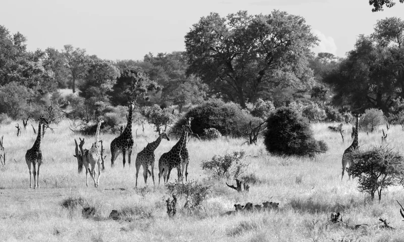 _DSC7352-EditBW copy.jpg