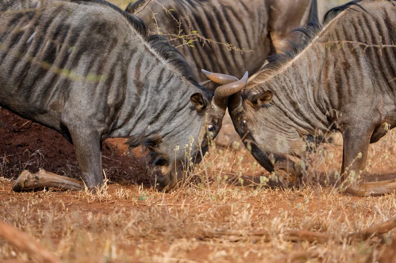 _DSC7745-Edit copy.jpg