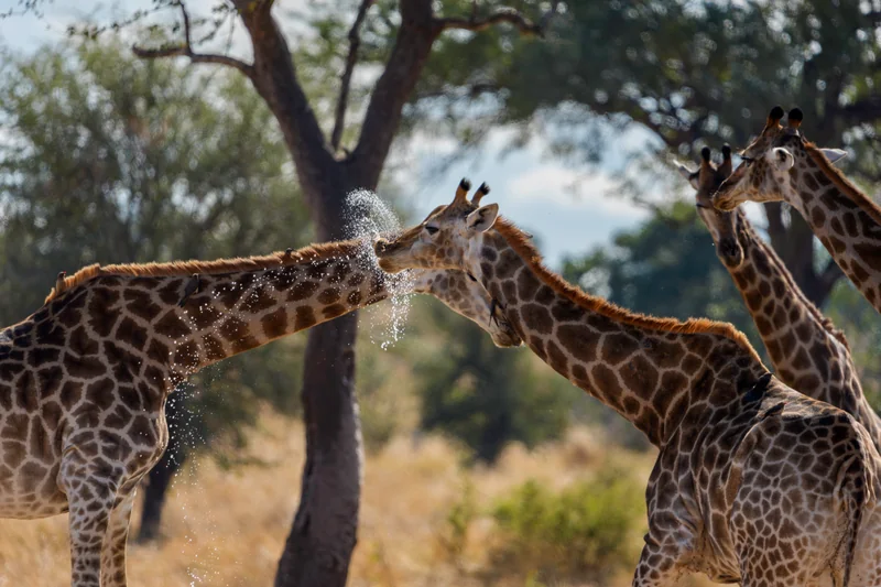 _DSC7832-Edit copy 2.jpg