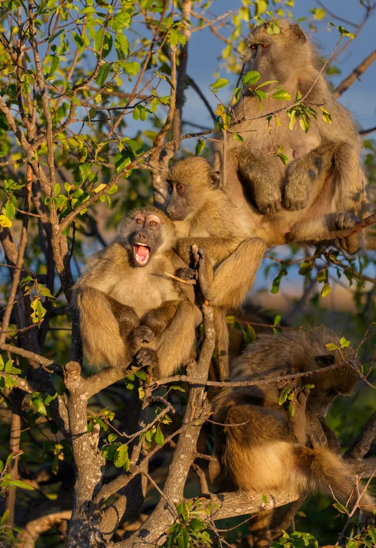 _DSC8263-EditCROP copy.jpg