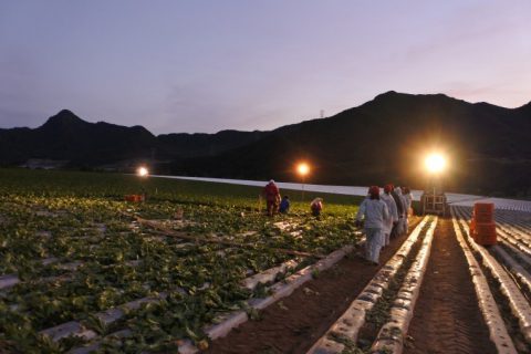 まつの産地研修