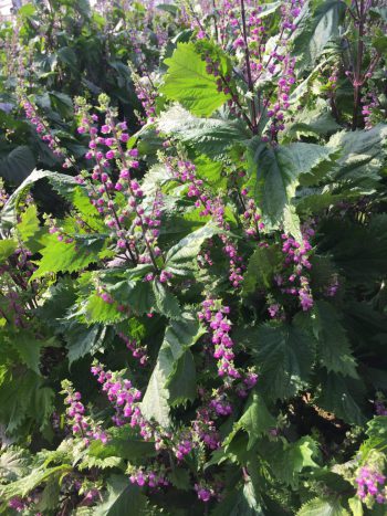 和食を飾る愛知の誇り 花穂 穂紫蘇 株式会社まつの