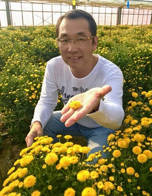 小菊