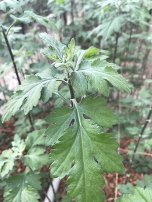 和食を飾る愛知の誇り 菊花 菊葉 株式会社まつの