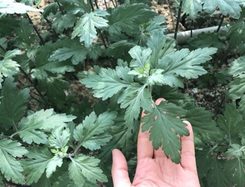 和食を飾る愛知の誇り 菊花 菊葉 株式会社まつの