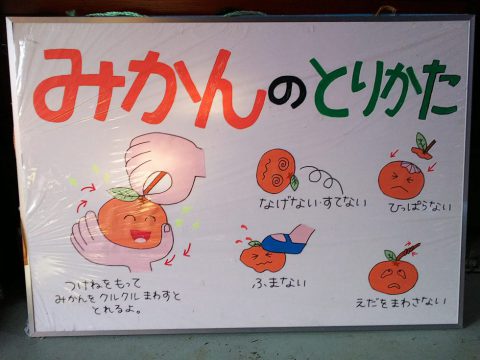 甘酸っぱさと 優しい香りで愛される 東浦みかん 株式会社まつの