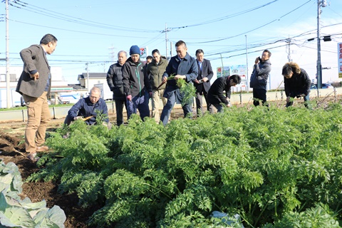 所沢・東京野菜