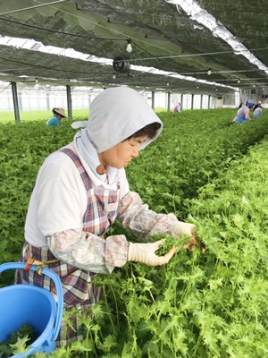 日本一の大葉の産地 豊橋温室園芸農協 株式会社まつの