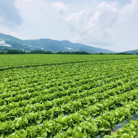 まつの菅平産地研修