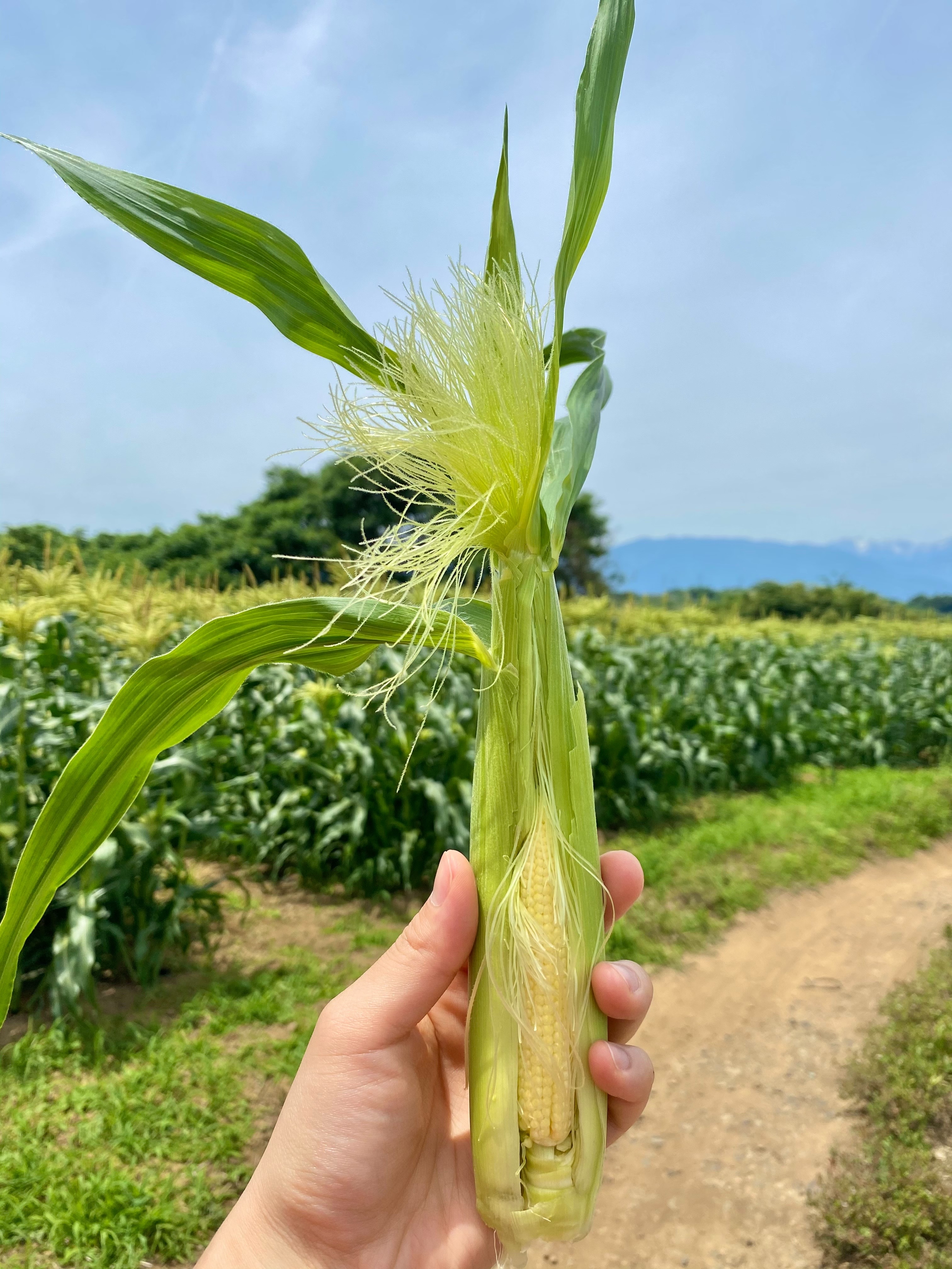 山梨県産ゴールドラッシュのヤングコーン(100本)