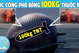Giải Mã Bí Ẩn KHÔNG NÊN CHẠM Vào Xác Cá Voi | ĐỘNG VẬT HỌC