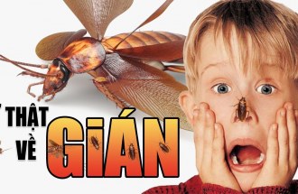 Sự Thật Rợn Người Cho Những Ai Sợ GIÁN – Vì Sao Đập Hoài Không C.H.Ế.T?