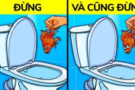 12 thứ bạn không bao giờ được xả xuống bồn cầu