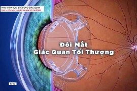 Bí ẩn các giác quan : Đôi mắt – Giác quan tối thượng – Phim khoa học – Thuyết minh