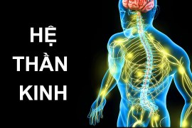 Hành Trình Khám Phá Hệ Thần Kinh