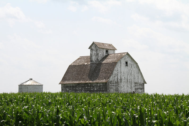 Corn crib in field of corn