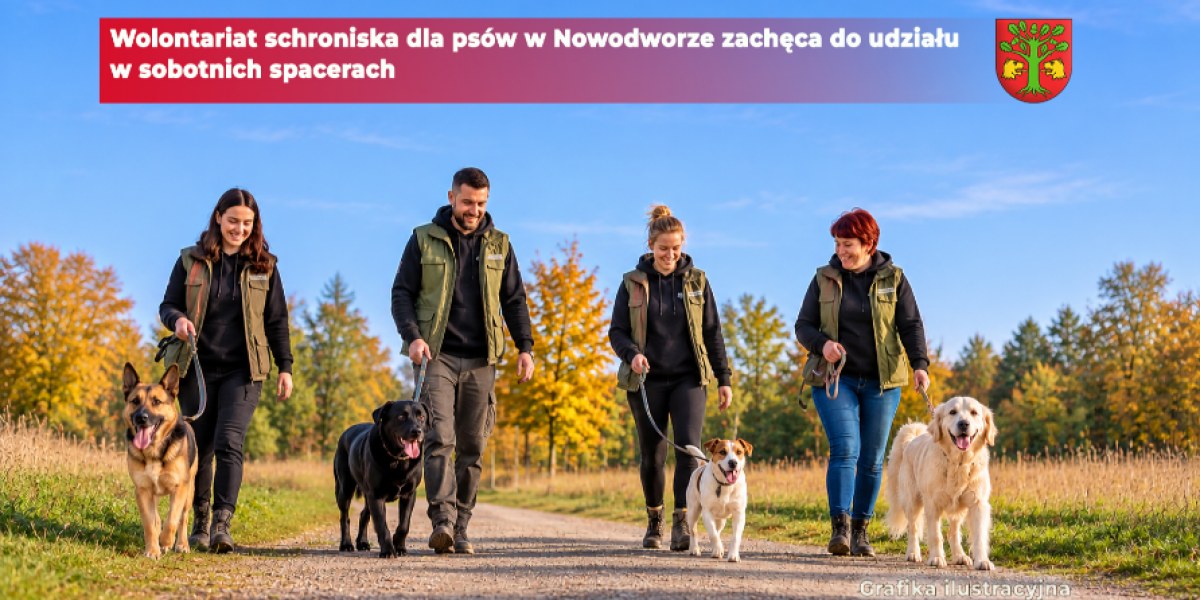 Spacery z psami w Nowodworze wracają co sobotę. Wolontariat zachęca do udziału