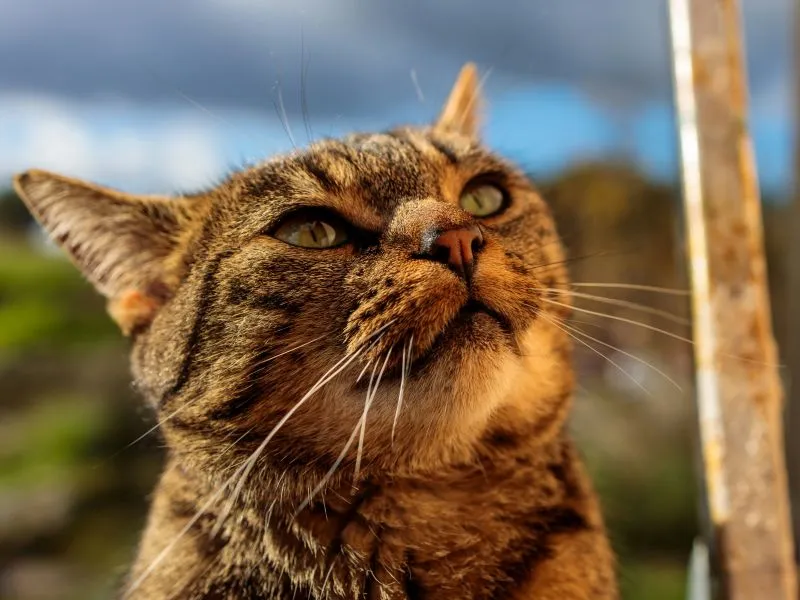 A smiling and self-assured tabby cat.