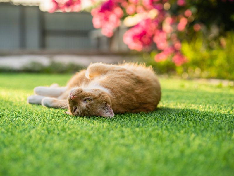 A ginger cat lazes in soft low light.