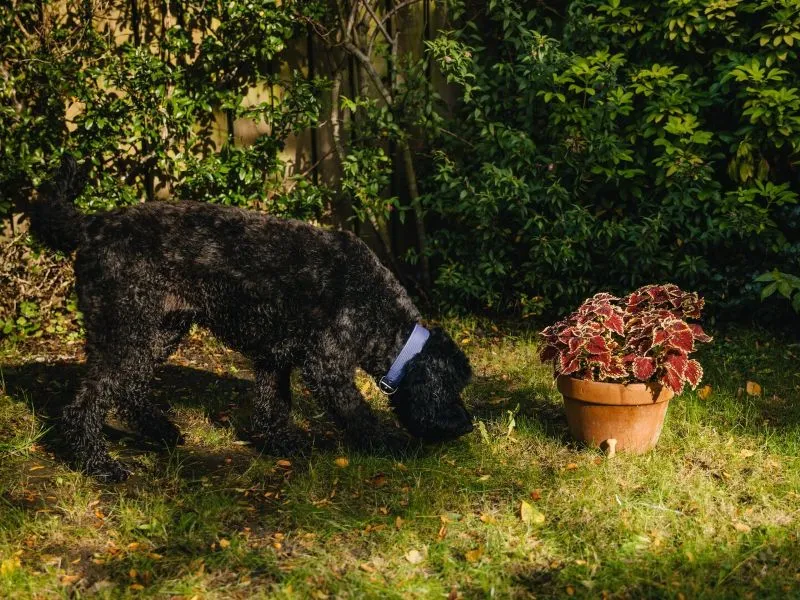 A dog sniffs the grass among fallen leaves and pleasant greenery, next to a potted plant.