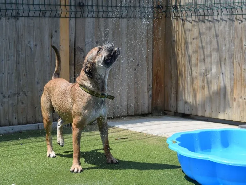 Water droplets spray in the sun as a sturdy-looking light brown dog gives a gleeful shake after a dip in a nearby paddling pool.