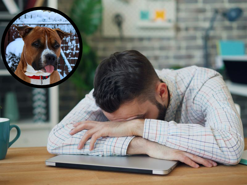 A composite image showing a man pressing his face into his arms in stress with a circular cut-out of a dog sticking out its tongue.