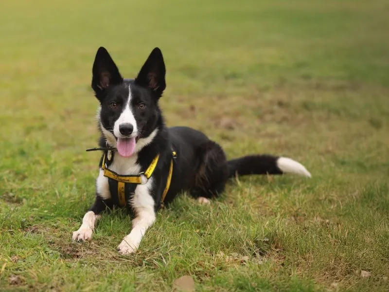 A black and white dog wearing a distinctive yellow Dogs Trust harness on a lovely green lawn with a big smile on their face.