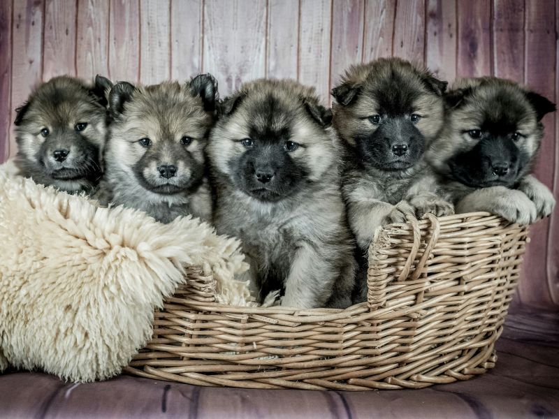 Stock image of five German Shepherd puppies, ears healthy and intact.
