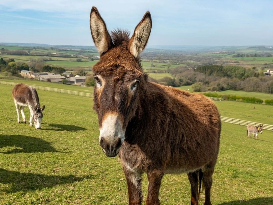 Marley the donkey in the foreground with two more donkeys behind amid beautiful rolling green hills.